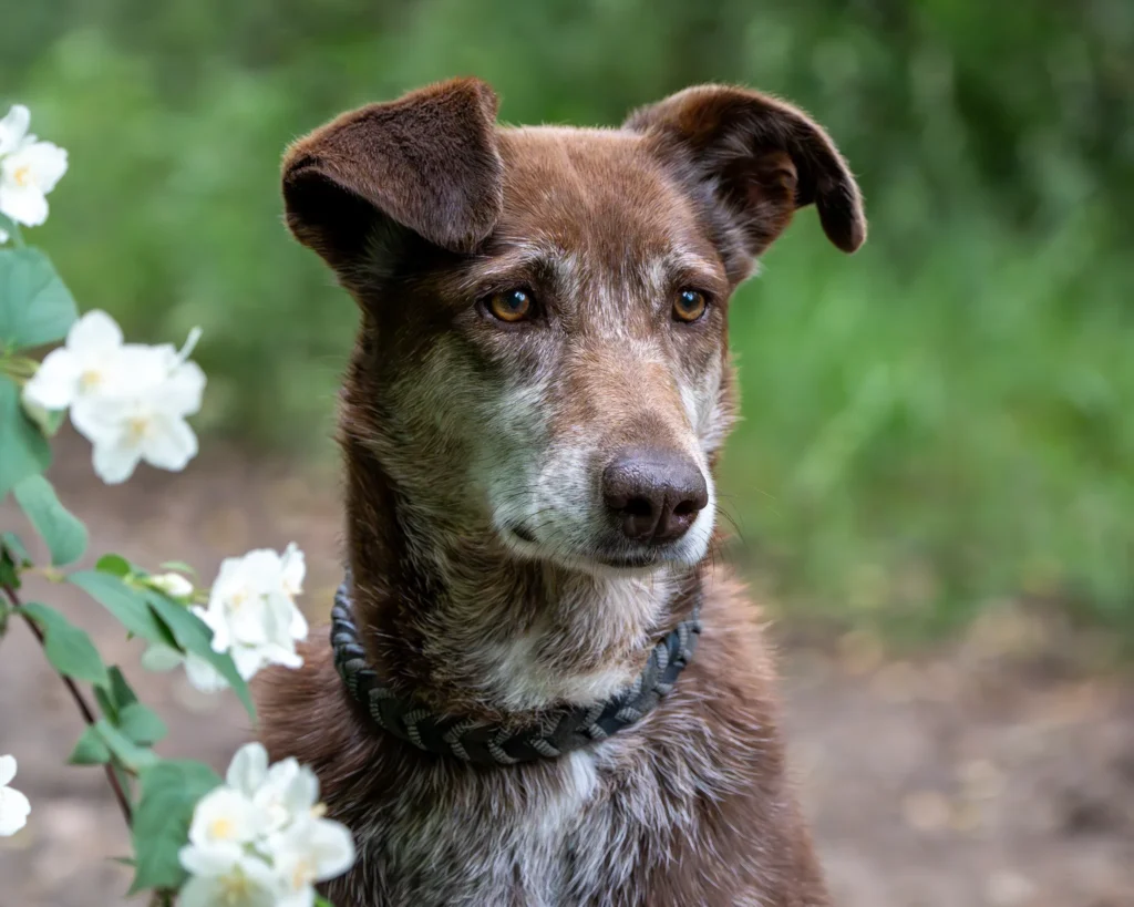Braun-weißer Hund mit bernsteinfarbenen Augen sitzt mit aufgestellten Ohren neben einem Zweig mit weißen Blüten