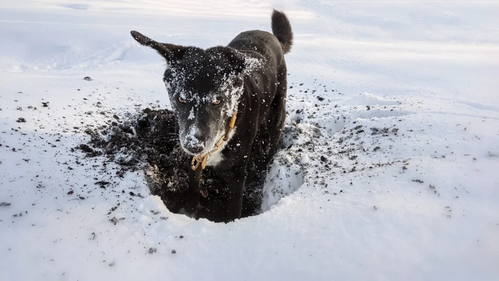 Schwarzer Hund buddelt im Schnee