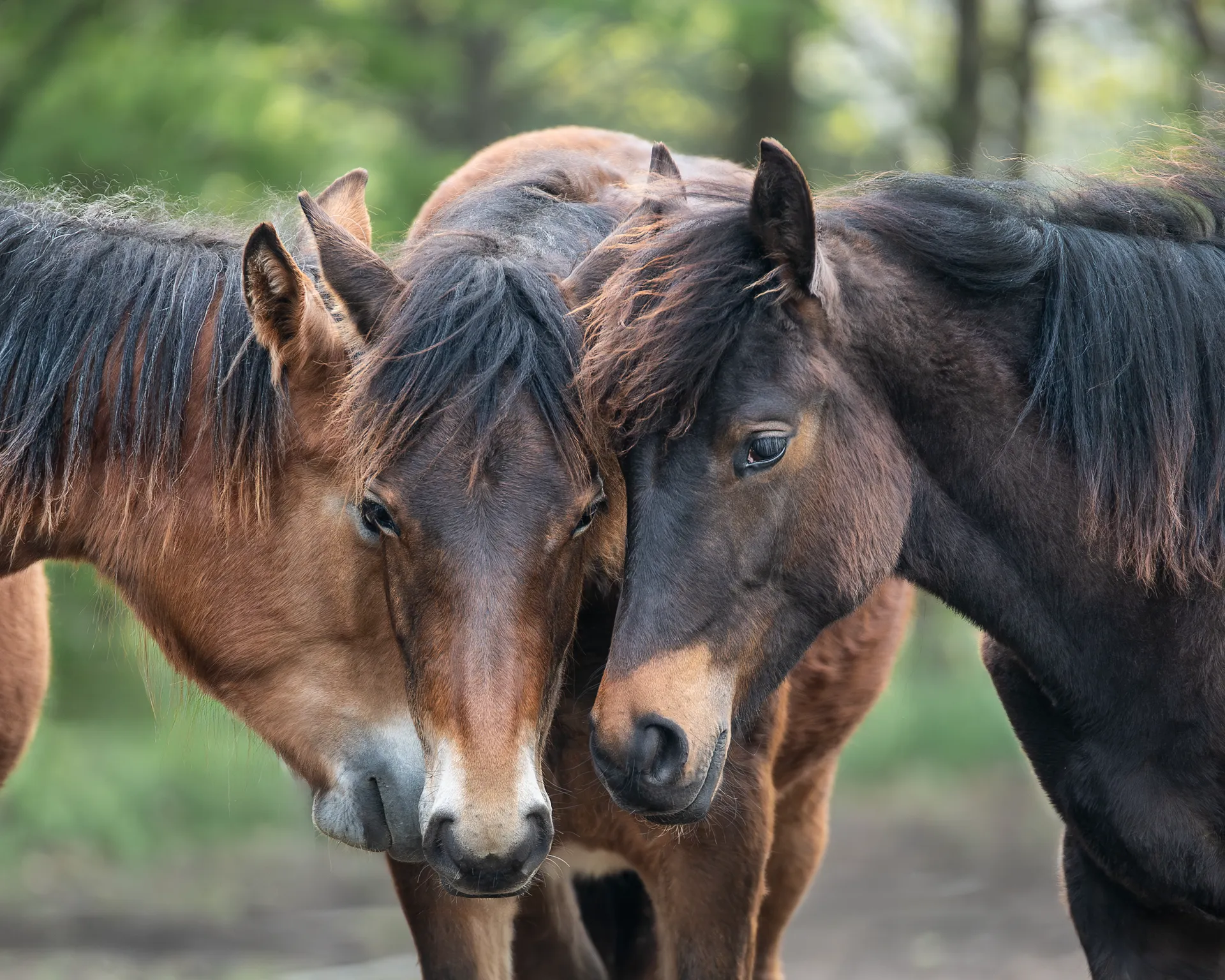 Drei Fohlen stecken die Köpfe zusammen