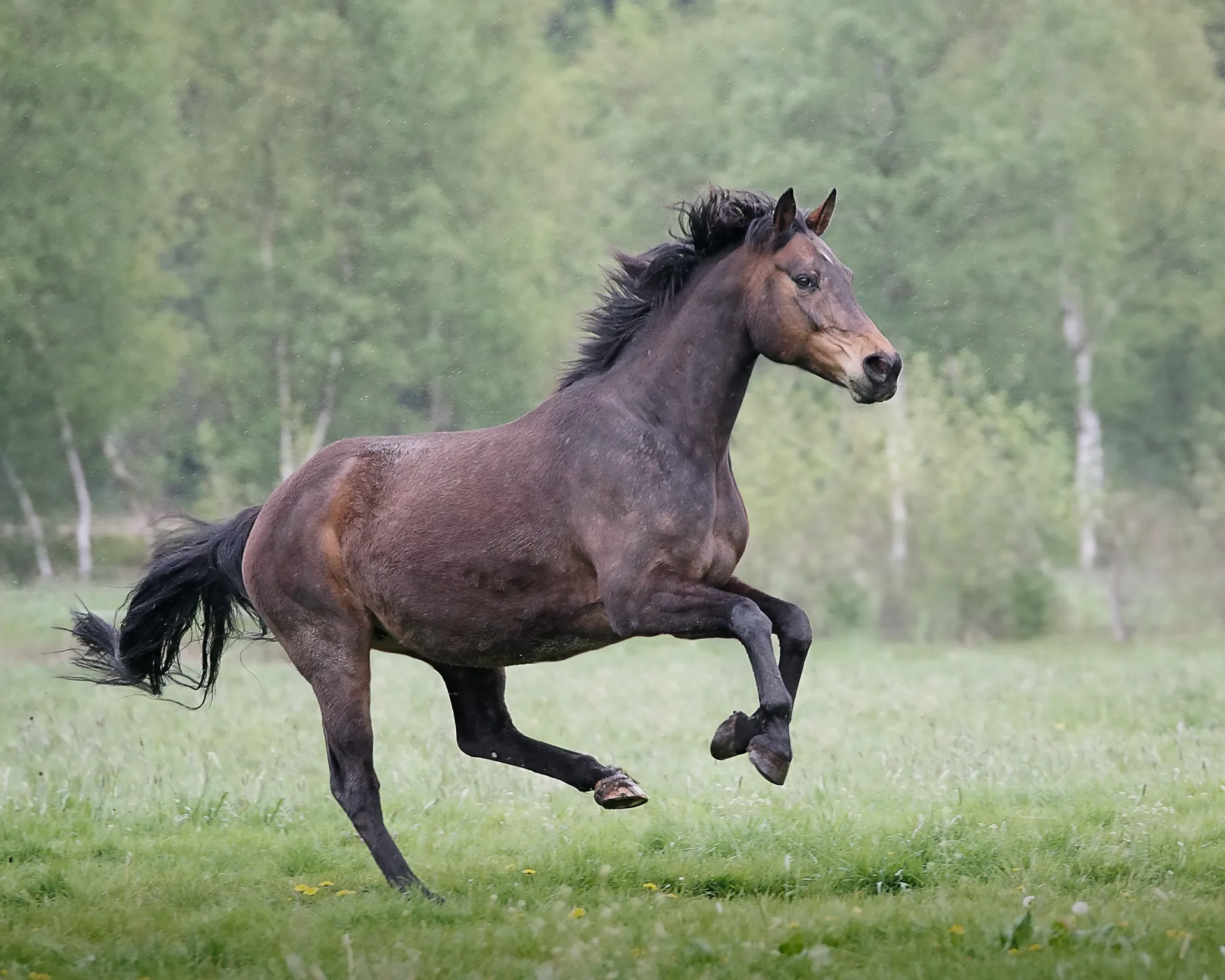 Braunes Pferd galoppiert bei Nieselregen über die Frühlingsweide