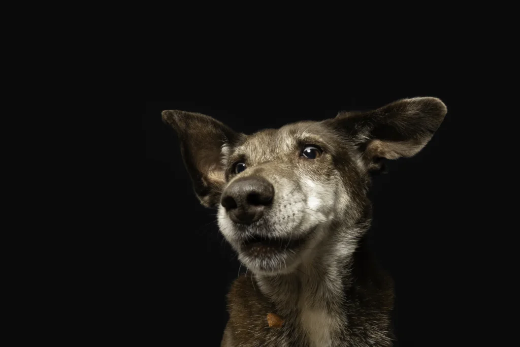 Schnappfoto mit Hund