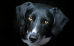 Ausdrucksstarker schwarzer Hund im Portrait mit intensivem Blick und bernsteinfarbenen Augen