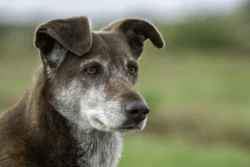 Brauner Hund guckt aufmerksam