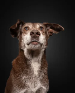 Älterer brauner Hund macht ein lustige Gesicht beim Leckerliesschnappen