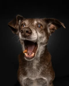 Ein brauner Hund versuch ein Leckerlie zu fangen