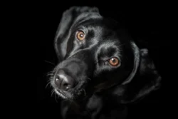 Schwarzer Hund blickt direkt nach oben in die Kamera