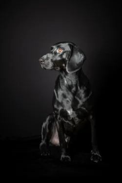 Schwarzer Hund mit glänzendem Fell sitzt vor schwarzem Hintergrund
