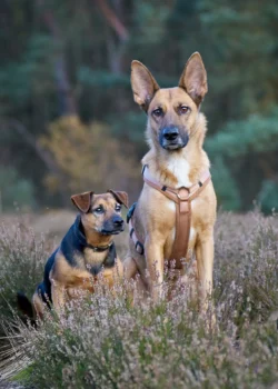 Zwei aufmerksame Hunde sitzen in der Heide