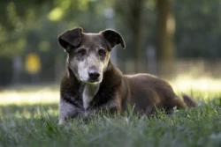 Brauner älterer Hund liegt entspannt auf der Wiese