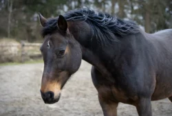 Porträt von einem braunen Pferd auf dem Paddock
