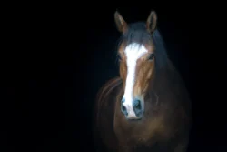 Braunes Pferd mit breiter weißer Blässe im Porträt vor schwarzem Hintergrund