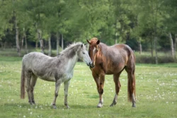 Schimmel-Stute und Fuchswallach beschnuppern sich auf eine Weide in Waakhausen