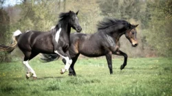 Zwei Pferde galoppieren mit wehender Mähne über die Weide
