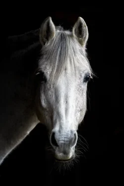 Porträt vom weißen Pferd vor schwarzem Hintergrund