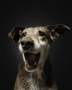 Schnappfoto mit Hund