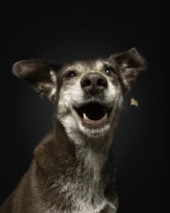 Schnappfoto mit Hund